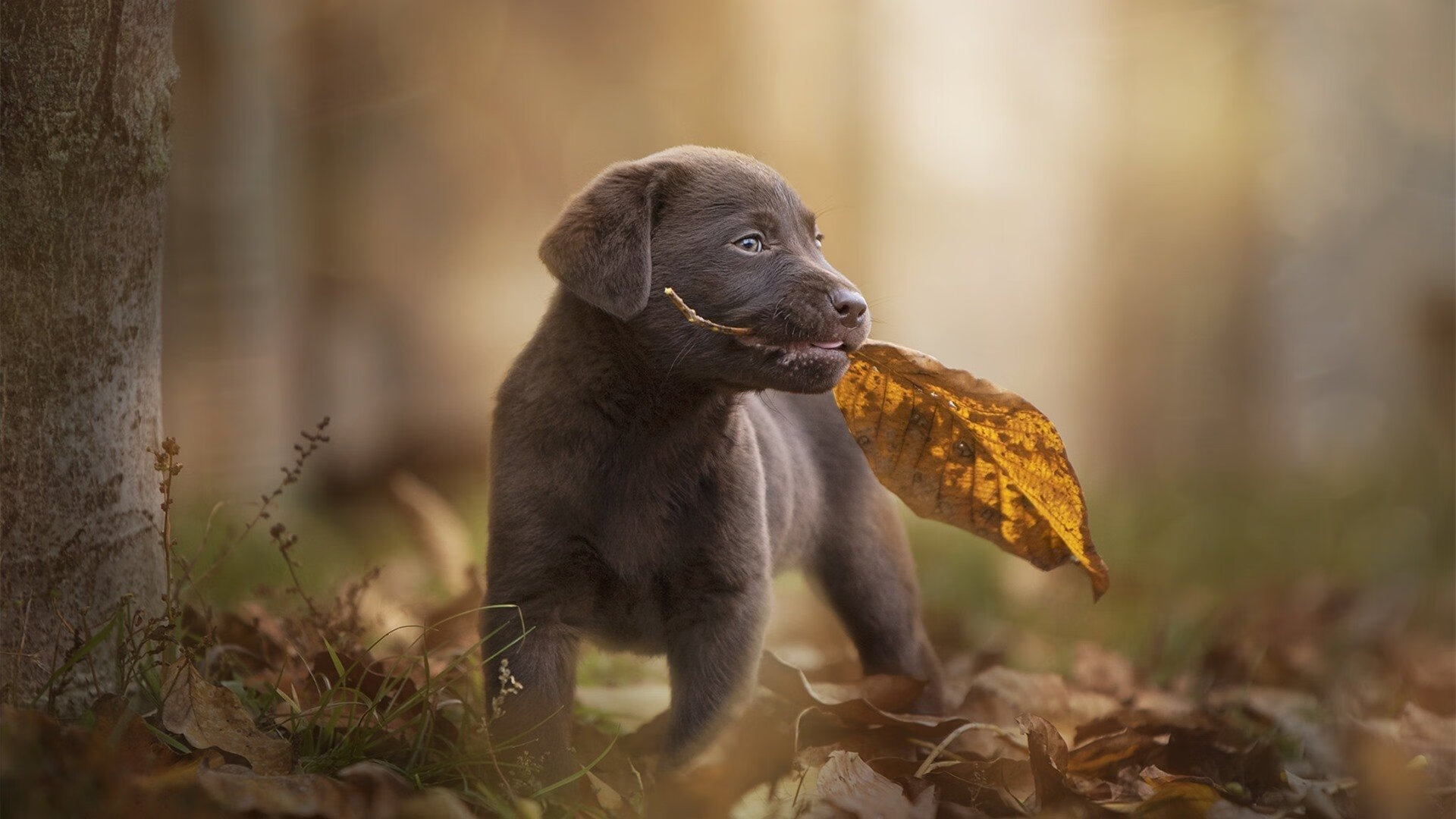 中国神球手空降欧洲内战，许昕的弧圈如何搅动法奥鏖战？