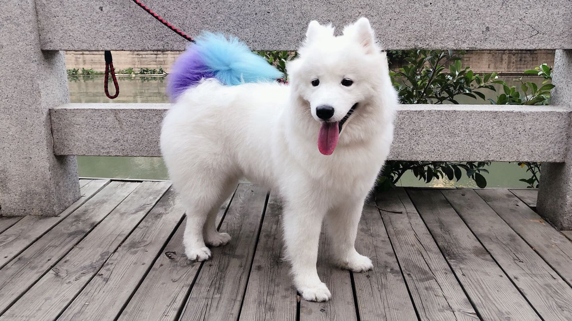 绝地反击,哈斯车队如何用一次完美战术碾压阿斯顿马丁,阿隆索关键制胜