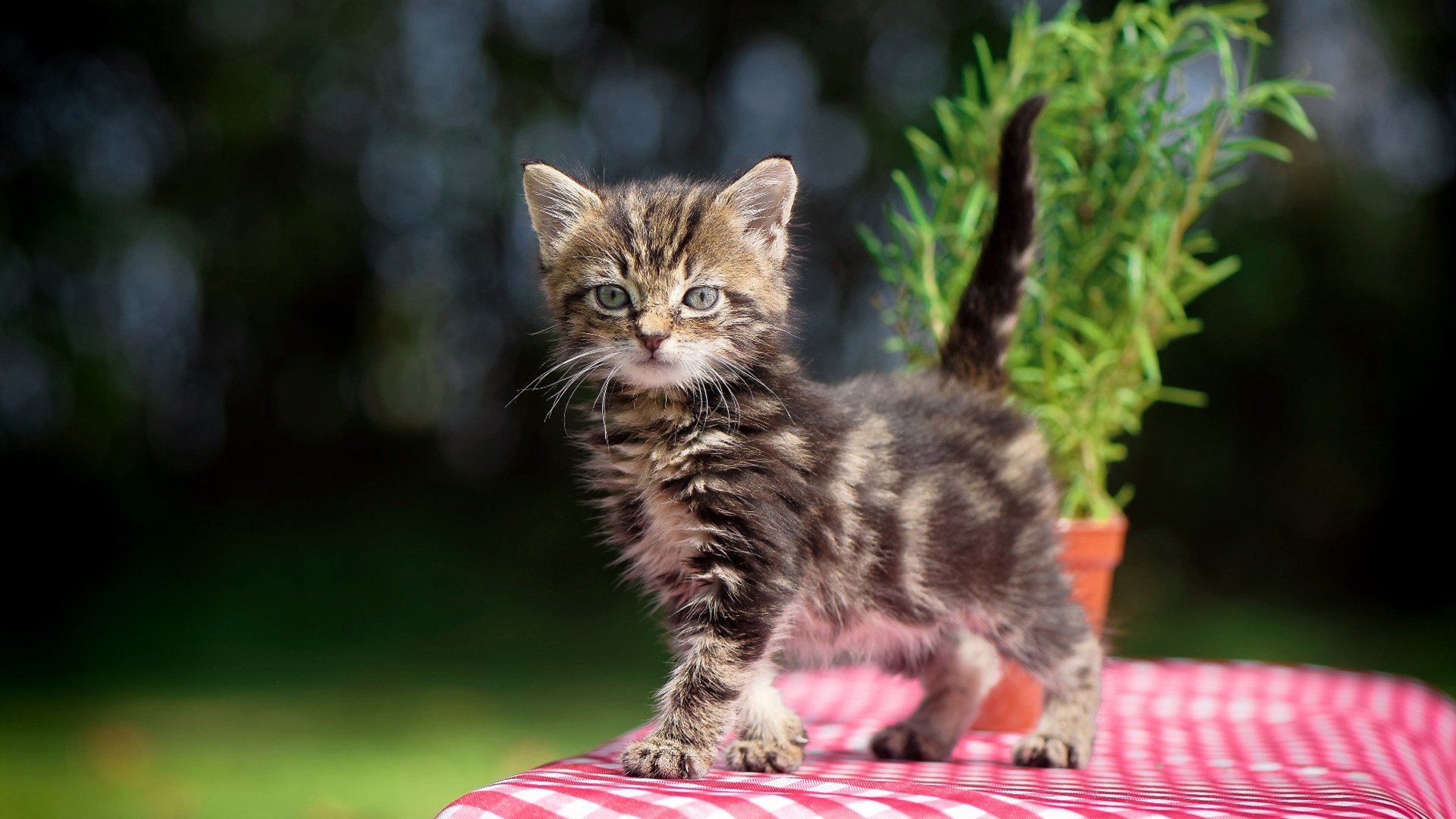 铁蹄踏碎红白王朝,姆巴佩独舞点燃王子公园