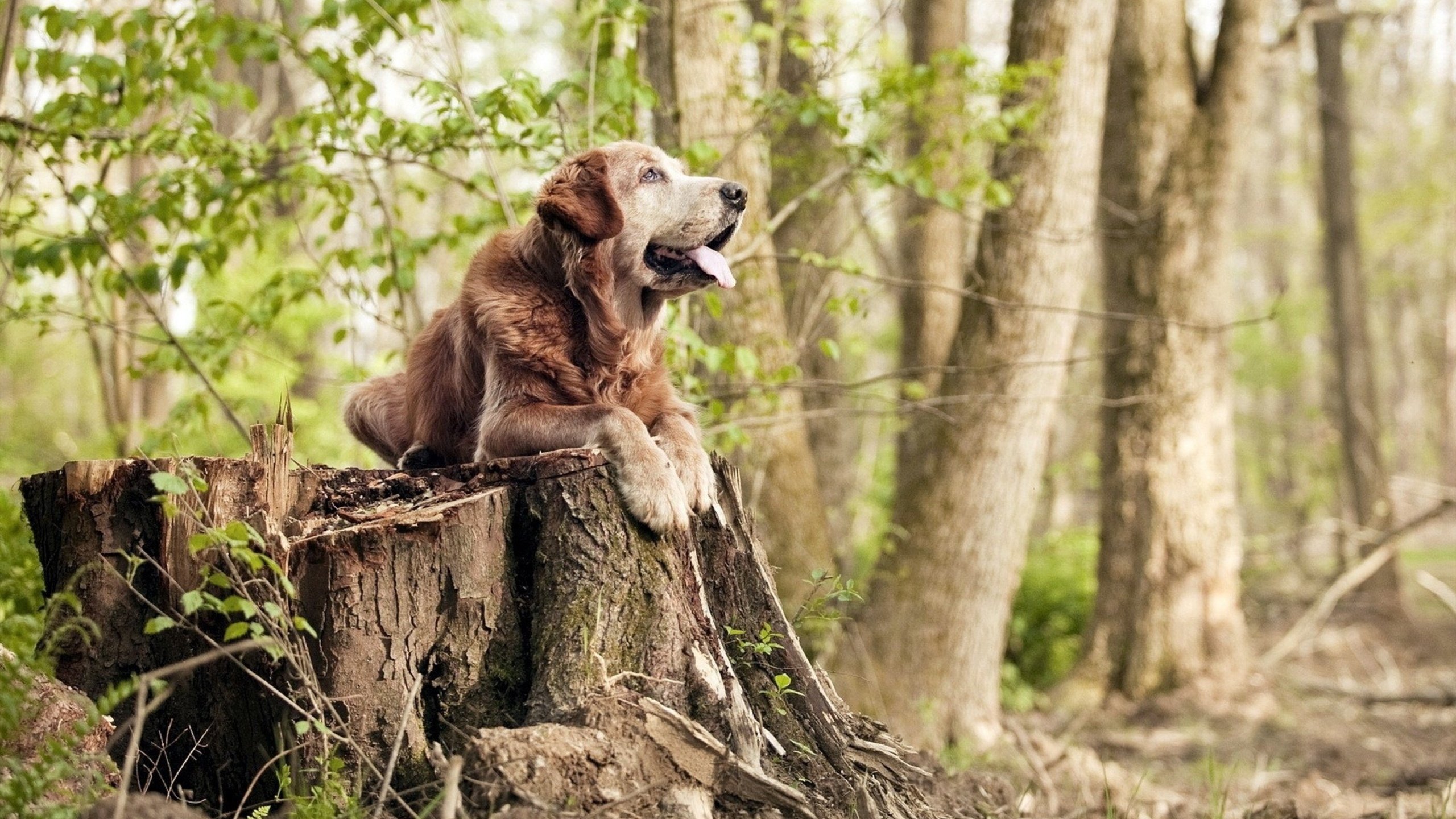 爱游戏官方入口-巨塔倾覆之日，辛杜单骑救主，印尼队掀翻德国羽球霸业