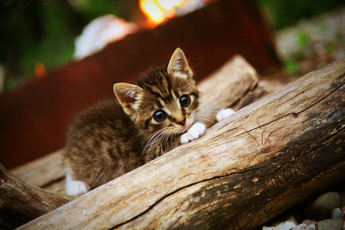 奥运周期暗战，魔术轻取山西背后的全球篮球新变局