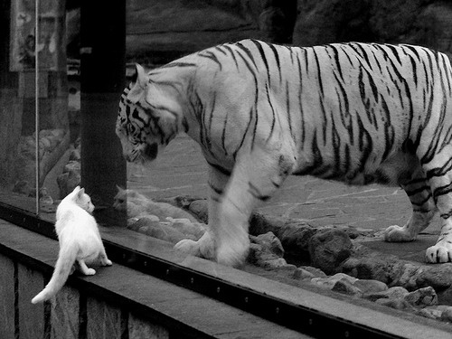 阿克单骑定乾坤,乌拉圭打破玻利维亚高原魔咒的唯一密码