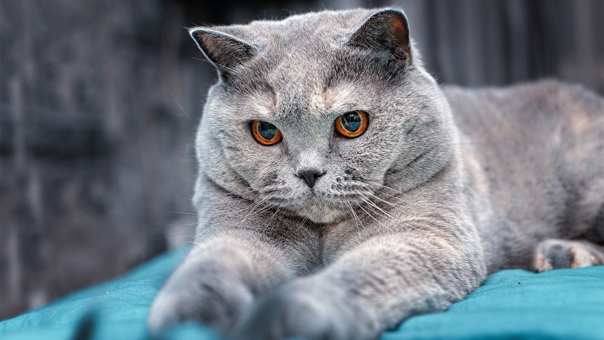 跨过那道金门，勇士在年度焦点战中淘汰湖人