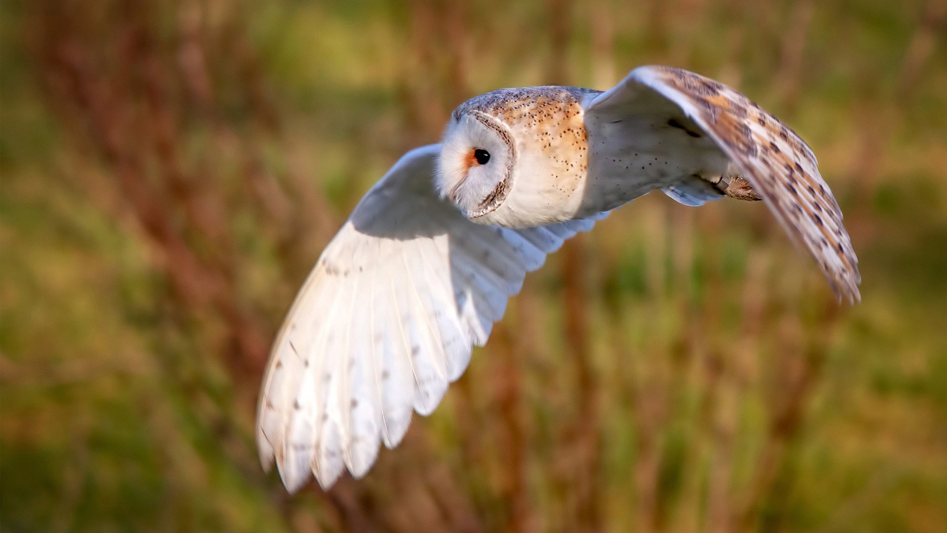 非典型英雄的诞生，当小贾伦在无声处扣动扳机