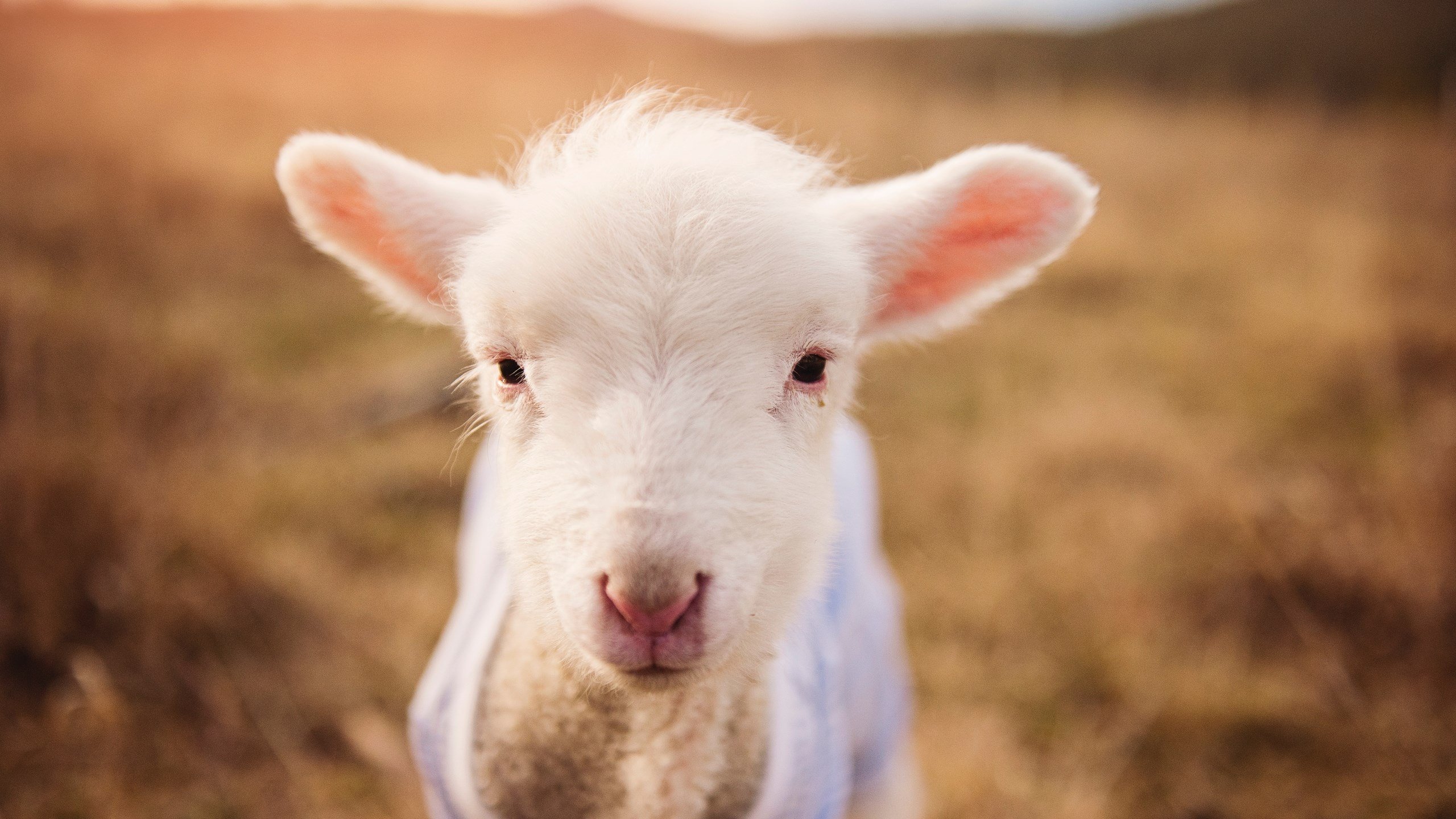 全球化足球的AB面，多特蒙德对美国的封锁与德里赫特的防线独奏