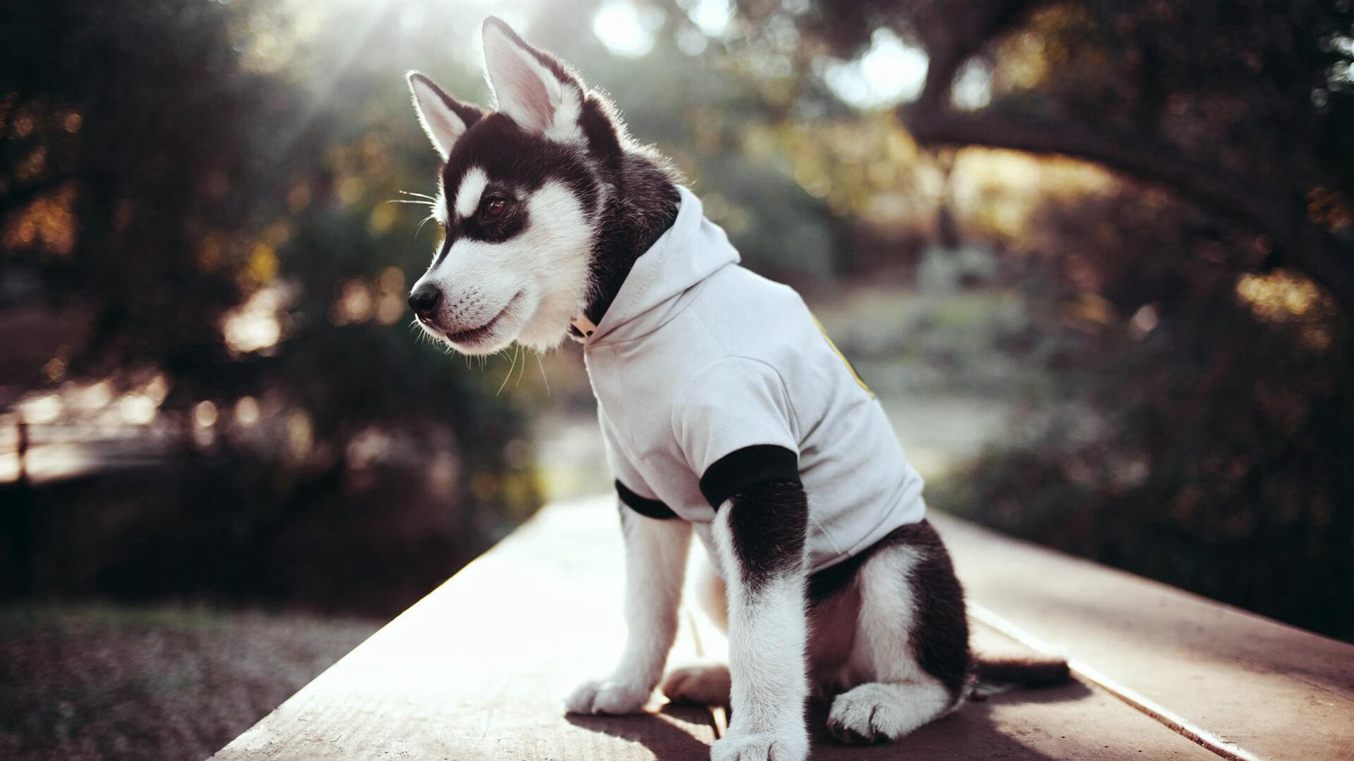 冰与火之夜，小贾伦生涯唯一战记—东决生死局的沉默烈焰