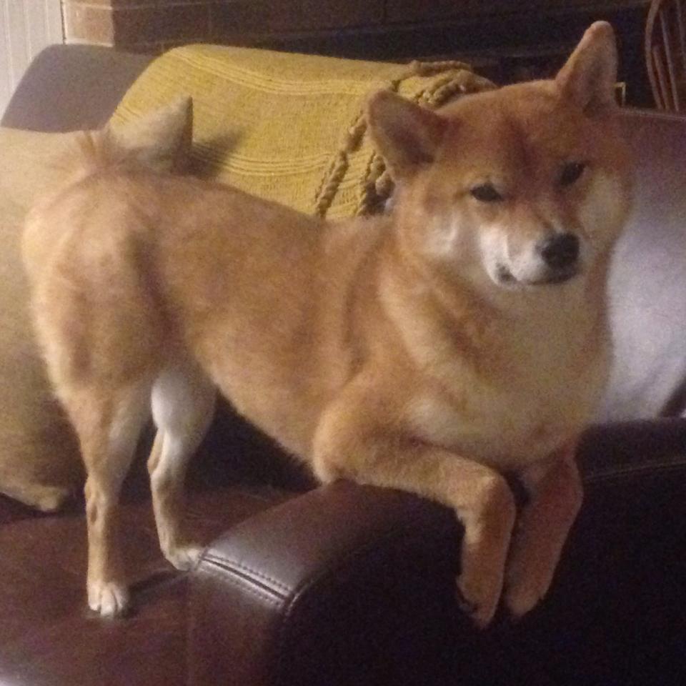 钢铁军团与禁区巨兽，锡安48分逆天改命，骑士三分雨难阻毁灭冲锋