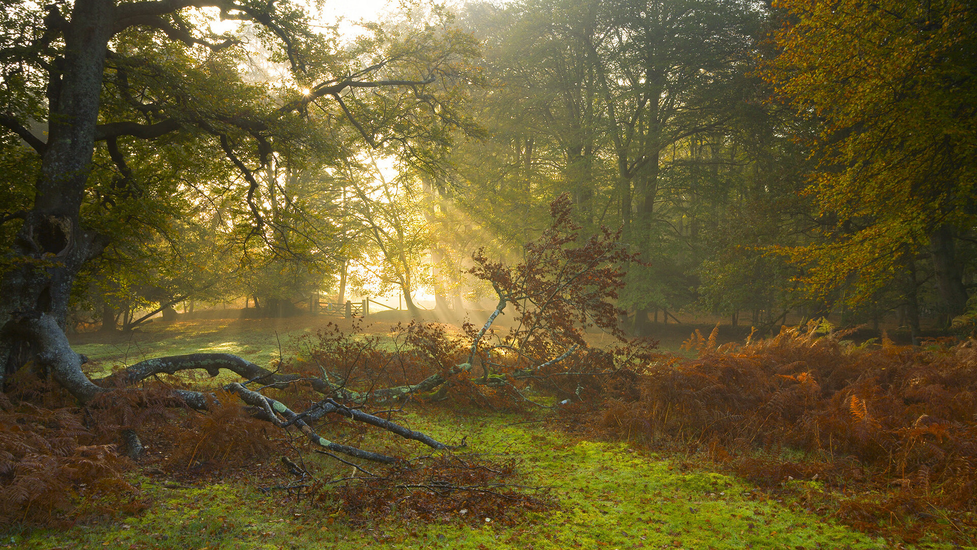 铁血交响曲，阿尔瓦雷斯攻防一体，铸就德甲争冠夜唯一主宰