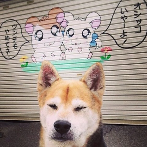 时空交错的篮筐,当文班亚马的梦幻步伐踏进上海滩的实战