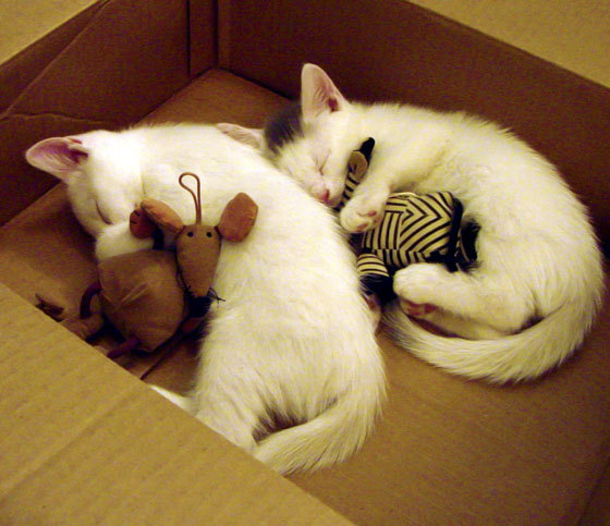 西决生死战焦点战,芬兰战术压制波兰,晋级之路上的关键胜利