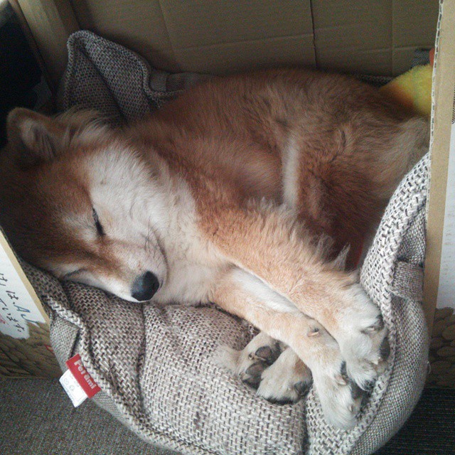 小舞台的瓦片声,大剧院的咏叹调,迪巴拉的舞台法则