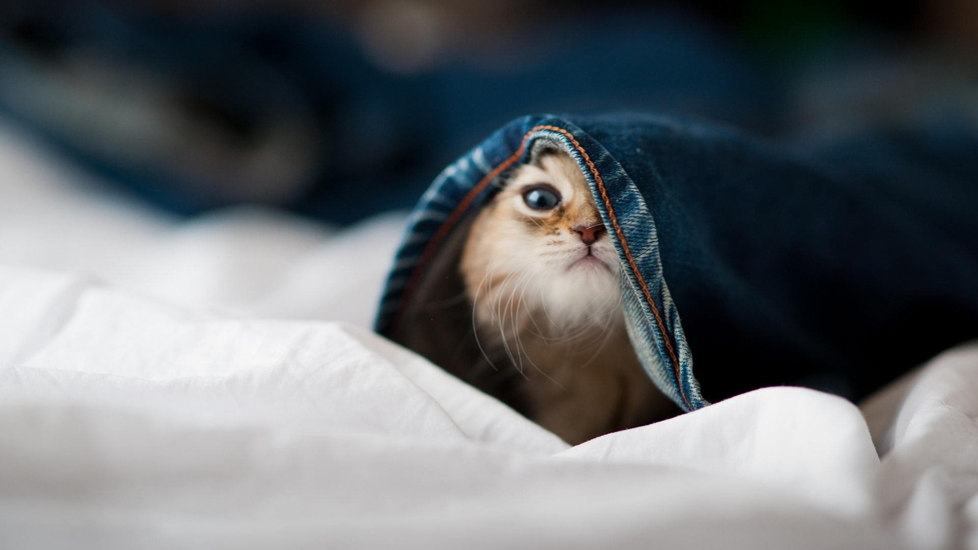 詹姆斯爆发引领猛龙淘汰赛过关斩火箭,晋级之路现曙光