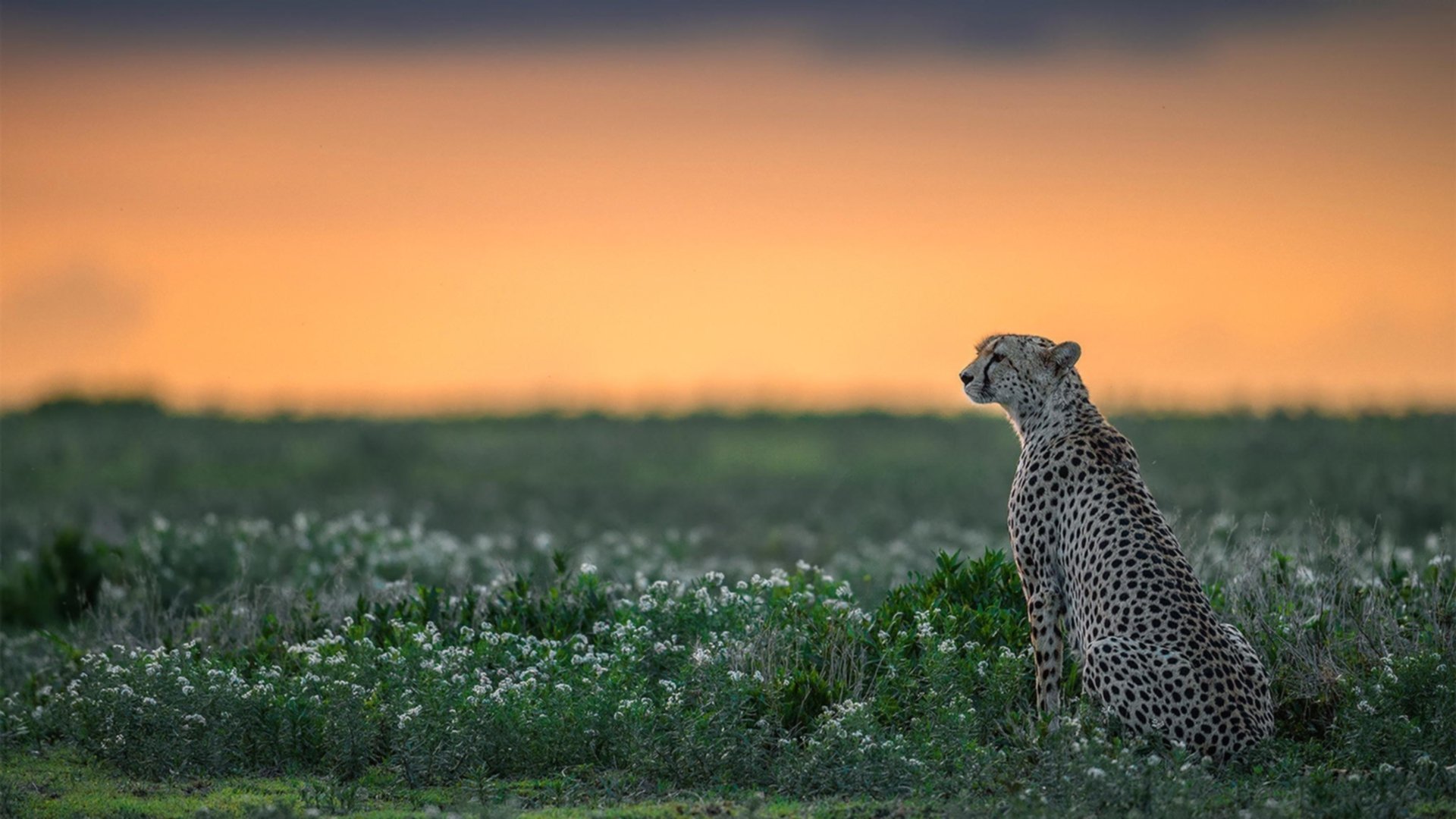 铁木真西征与篮球版图,塔图姆的千战征途与萨城新王加冕夜