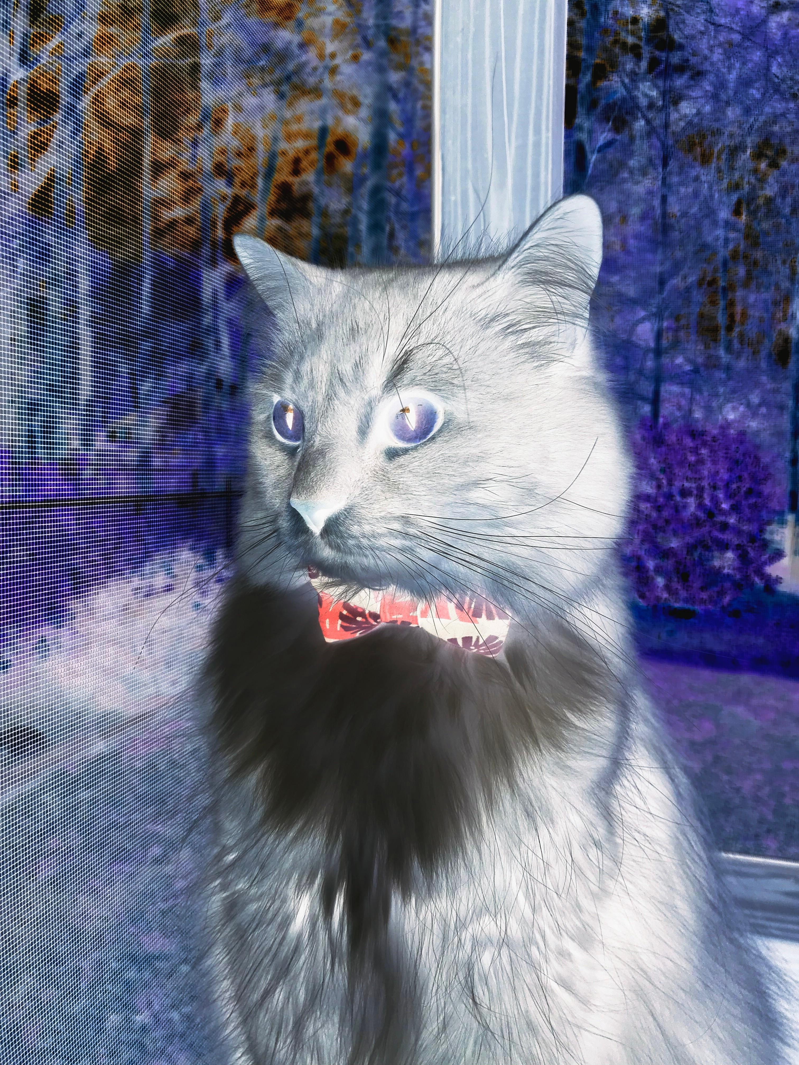 弑神之夜，塔图姆47分主宰篮网命运，关键战突围掘金