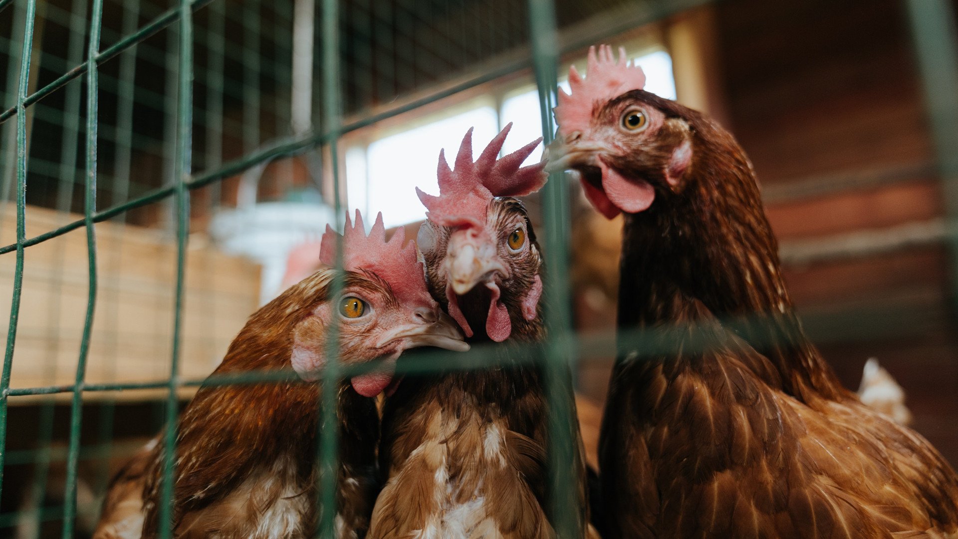 欧冠级对抗!骑士主场打穿山西队,上演篮球版欧冠决赛焦点战