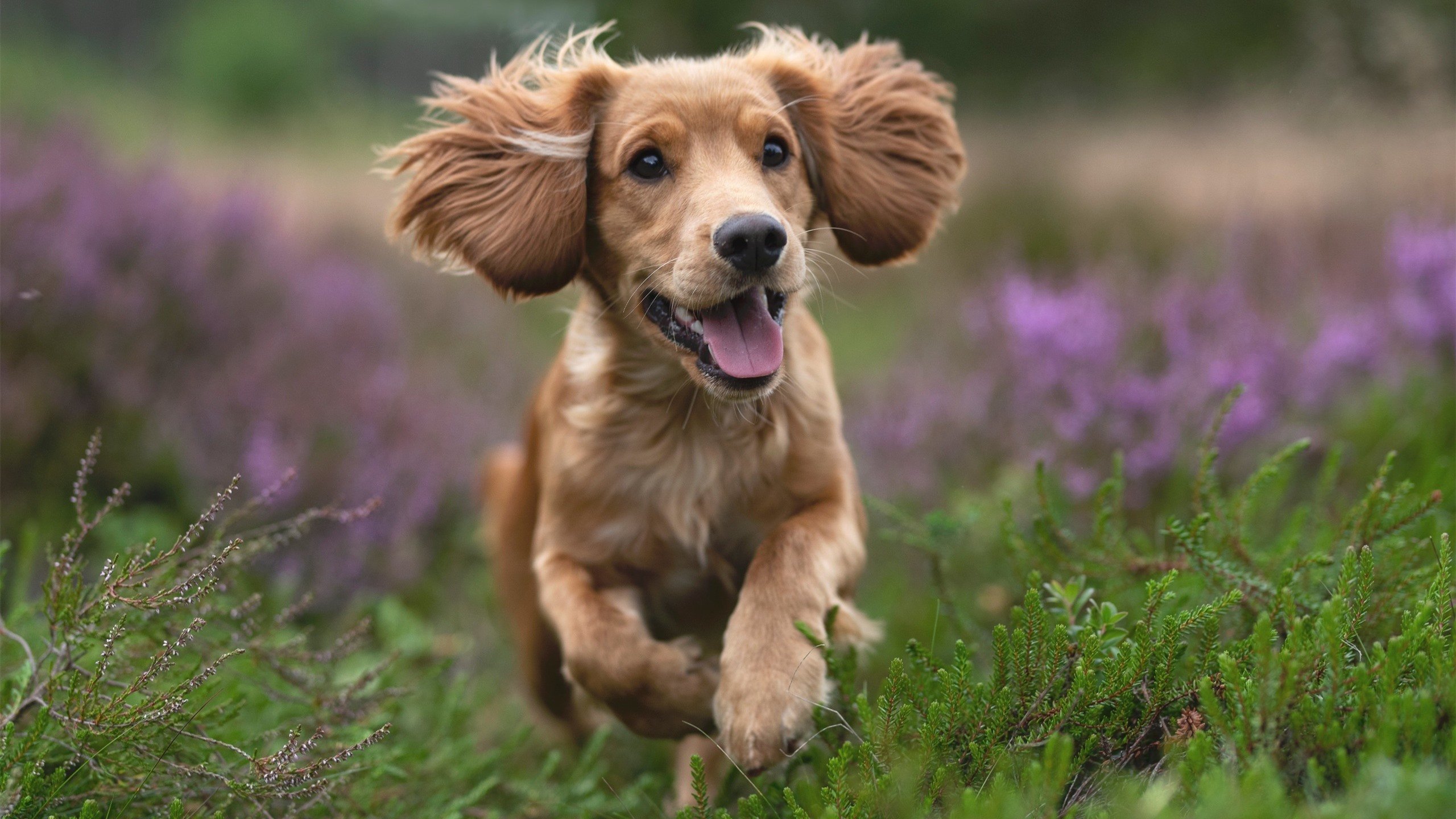 从巴格达到雷克雅未克，一场维尼修斯式蜕变的足球启示