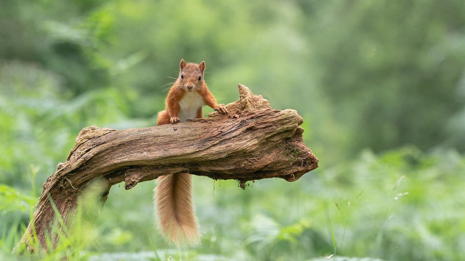 不存在的进球，萨拉赫如何在一场他从未参加的比赛中决定胜负